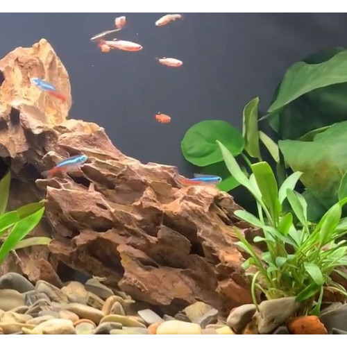 Dekorace Kůra stromu 15,5 cm