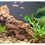 Dekorace Kůra stromu 15,5 cm