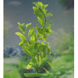 Plastová rostlina do akvária Hygrophila