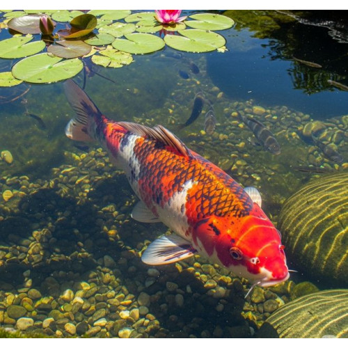 Tříbarevné pelety pro ryby 10l