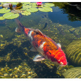 Tříbarevné pelety pro ryby 10l