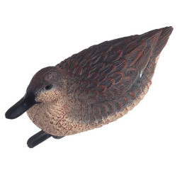 Plovoucí divoká kachna