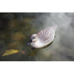 Plovoucí divoká kachna