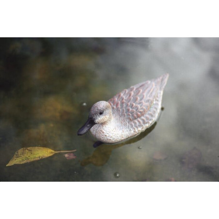 Plovoucí divoká kachna