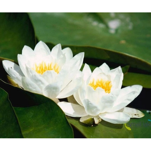 umělé lekníny do jezírka