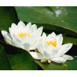 umělé lekníny do jezírka