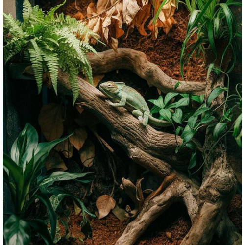 Rostlina EXO TERRA Ficus malá