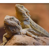 Reptile Nova InfraRed 75W