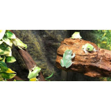 UVB terarijní světlo 10.0