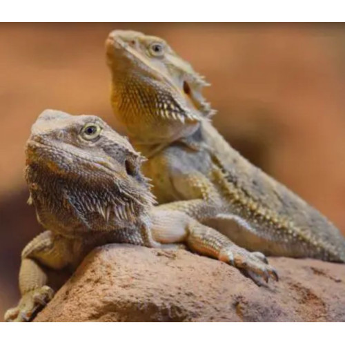 ReptiZoo Super Sun žárovka UVA/UVB 100W