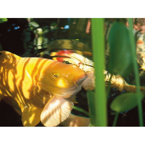 wheatgerm - winter foof fish