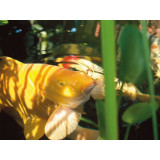 wheatgerm - winter foof fish