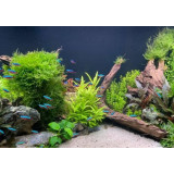 dekorace do akvária rostliny