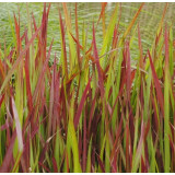 Artificial aquarium Red Baron