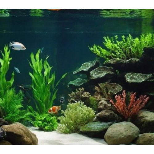 Akvarijní rostlina 30 cm NP30 30041