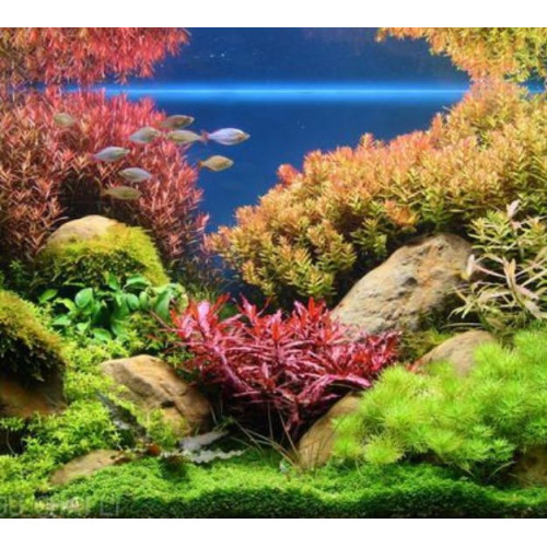 umělé rostliny do akvária Aqua Nova
