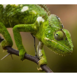 UVA Solar Basking Floodlight 50W