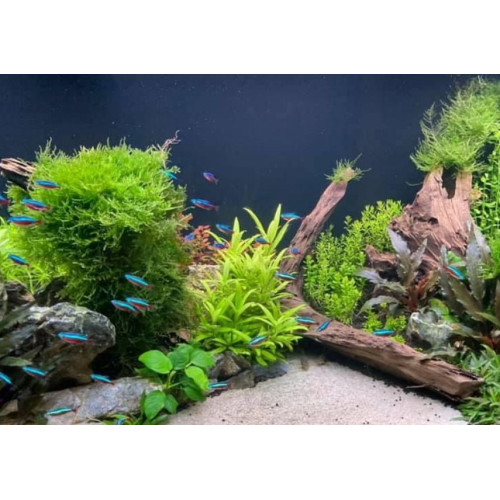 rostliny umělé akvárium