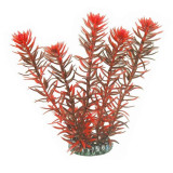 Aqua Nova NP-20 Rotala Indica