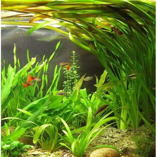 Aqua Nova NP-15 0571-R – umělá rostlina 15 cm se stvoly a poupaty