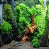 Aqua Nova NP-18 6006-R – umělá rostlina 18 cm, kapradí a tráva