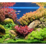 Akvarijní rostlina 10 cm NP10 08078