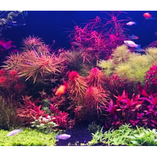 biOrb Aquatic mořská lilie tmavě červená