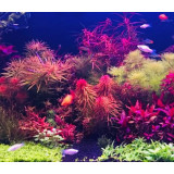 biOrb Aquatic mořská lilie tmavě červená