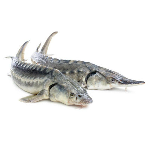 krmení pro jesetery Supreme 10