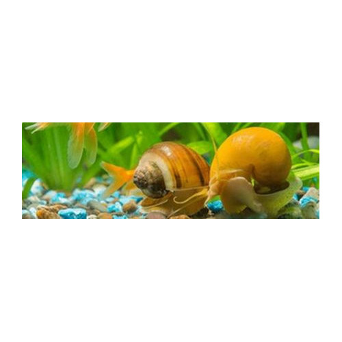Snail stop na přemnožené šneky v akváriu
