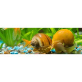 Snail stop na přemnožené šneky v akváriu