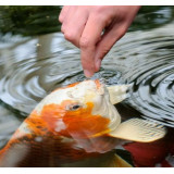 Prodac Pondkoi Color Small 2 kg