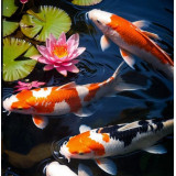 Krmivo Prodac Pondkoi Color Small 2 kg