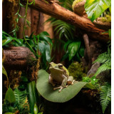 terárium pro žáby