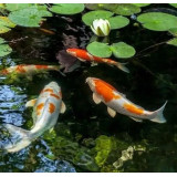 Tetra Pond Algofin 3 l