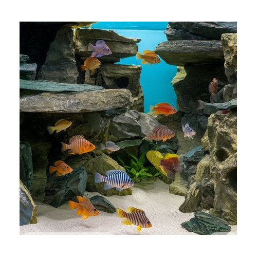 potrava pro cichlidy Tetra