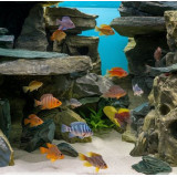 potrava pro cichlidy Tetra