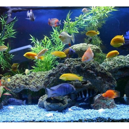 krmení pro skaláry