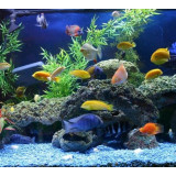 krmení pro skaláry