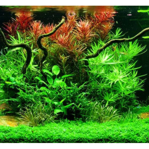 krmení pro akvarijní rybičky Tetra