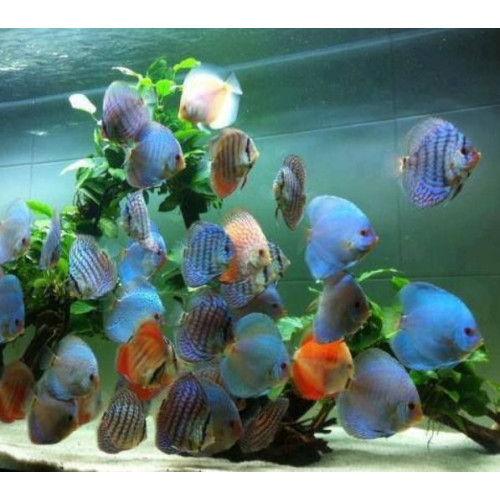 akvárium discus
