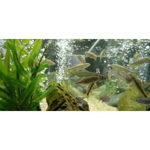 vzduchové čerpadlo Marina 75