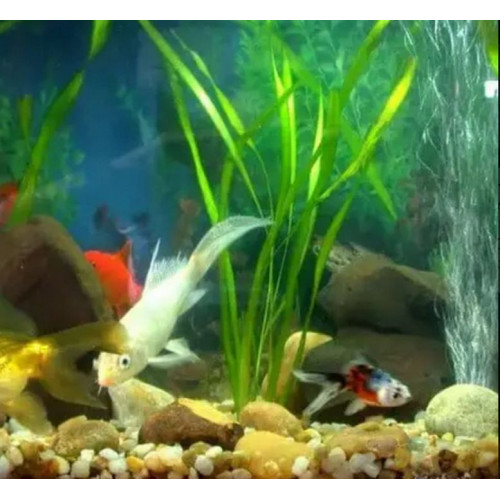 Marina 50 vzduchovadlo do akvária