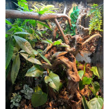 Repti Planet Coco Troncho 80cm