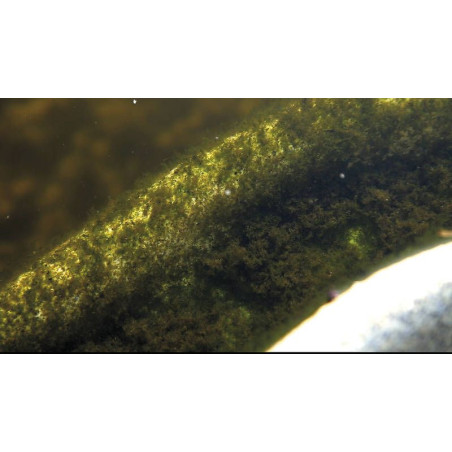 OASE AquaActiv AlGo Direct 5l