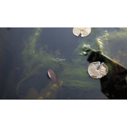 přípravek na vláknitou AlGo Direct 5l