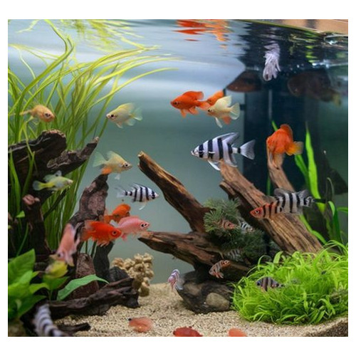 TetraPro Algae 10l se spirulinou