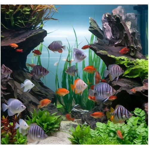 krmivo pro rybičky TetraPro Algae 10l