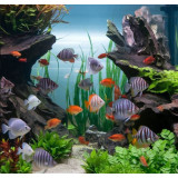 krmivo pro rybičky TetraPro Algae 10l