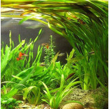 Křišťálově čistá voda v akváriu Tetra Crystal Water